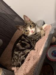 Reunited Male Cat last seen Wythenshawe M22 - Crossacres, Wythenshawe, England 