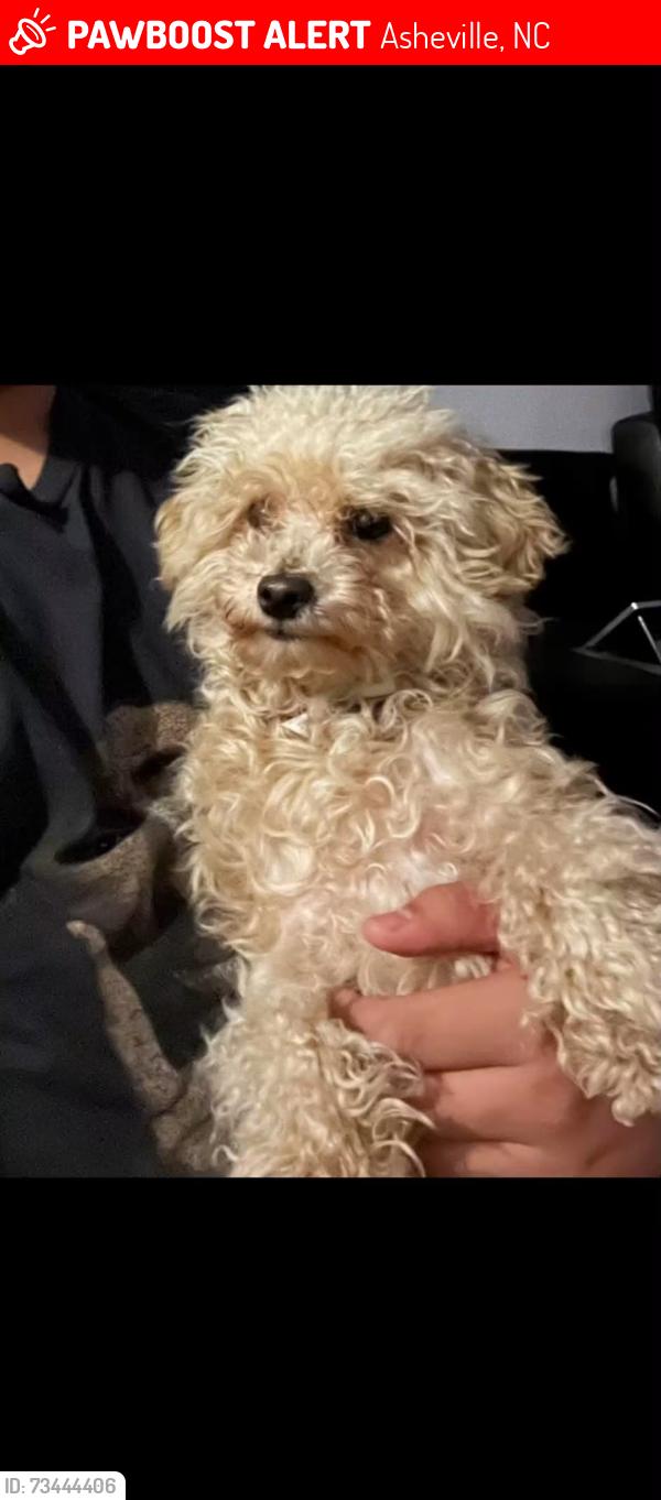 Lost Female Dog last seen Near Dover dr Arden nc 28704, Asheville, NC 28704