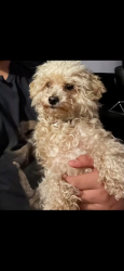 Lost Female Dog last seen Near Dover dr Arden nc 28704, Asheville, NC 28704