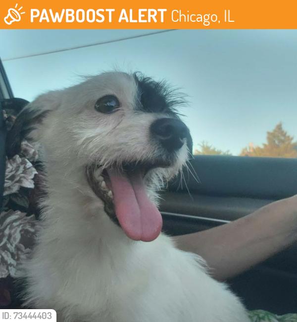 Found/Stray Male Dog last seen E 97th Street & S Ewing Ave, Chicago, IL 60617