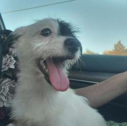 Found/Stray Male Dog last seen E 97th Street & S Ewing Ave, Chicago, IL 60617