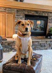 Lost Female Dog last seen Orchard Path and W. Woodmen rd, Colorado Springs, CO 80919