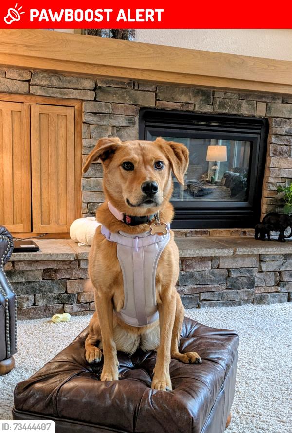 Lost Female Dog last seen Orchard Path and W. Woodmen rd, Colorado Springs, CO 80919