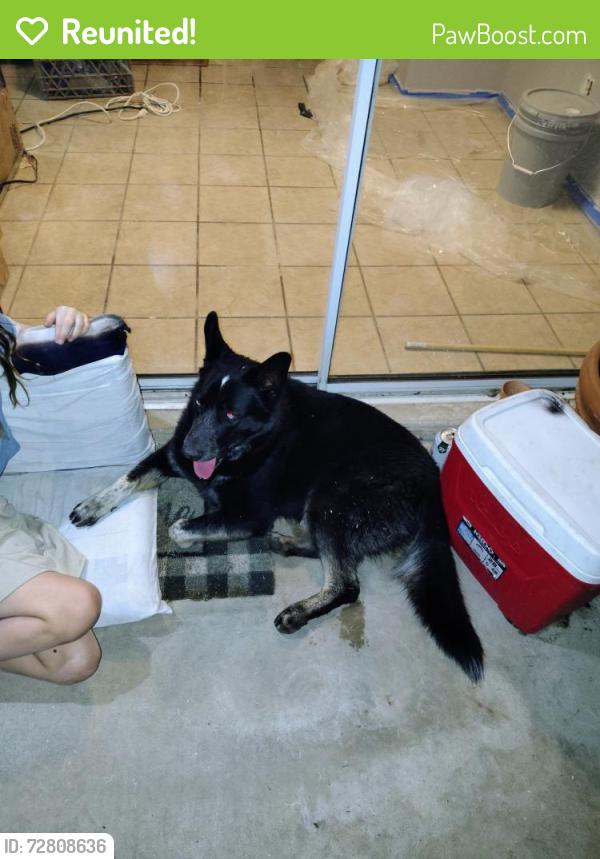 Reunited Male Dog last seen Sweetwater and 37th avenue, Phoenix, AZ 85029