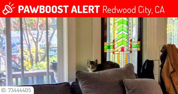 Lost Female Cat last seen Wellesley Cres, Redwood City, CA 94062
