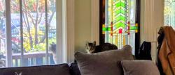 Lost Female Cat last seen Wellesley Cres, Redwood City, CA 94062