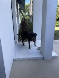 Reunited Male Dog last seen Juvenile Center, Orlando, FL 32806