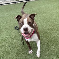 Shelter Stray Female Dog last seen , Animal Care & Control Team of Philly, 111 W Hunting Park Ave, Philadelphia, PA 19140, USA