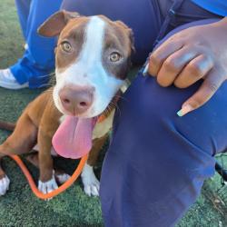 Shelter Stray Male Dog last seen , 2350 Appling City Cove, Memphis, TN 38133, USA