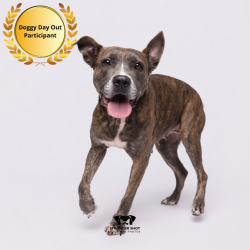Shelter Stray Female Dog last seen , 3607 N Armenia Ave, Tampa, FL 33607, USA