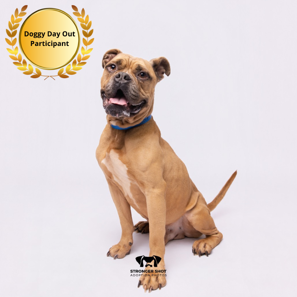 Shelter Stray Male Dog last seen , 3607 N Armenia Ave, Tampa, FL 33607, USA