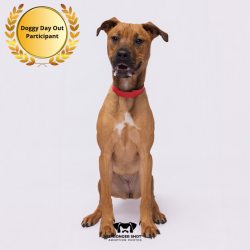 Shelter Stray Female Dog last seen , 3607 N Armenia Ave, Tampa, FL 33607, USA