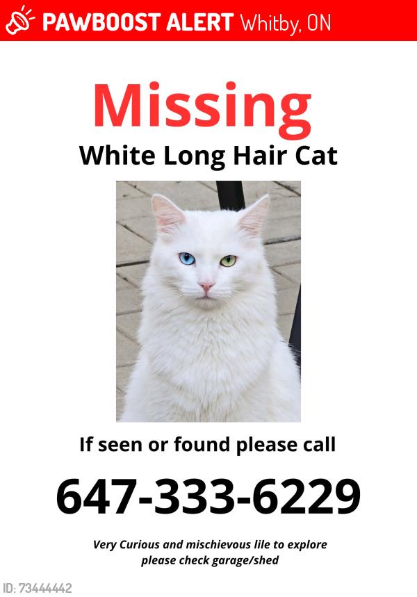Lost Male Cat last seen Brock and Tauton behind Walmart, Whitby, ON 