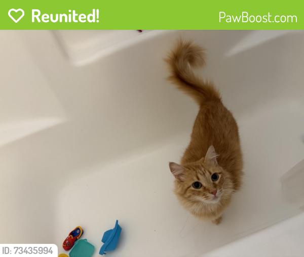 Reunited Female Cat last seen Pearmain, Adelanto, CA 92301
