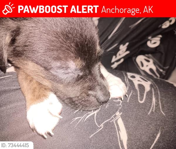 Lost Female Dog last seen Muldune, Anchorage, AK 99504