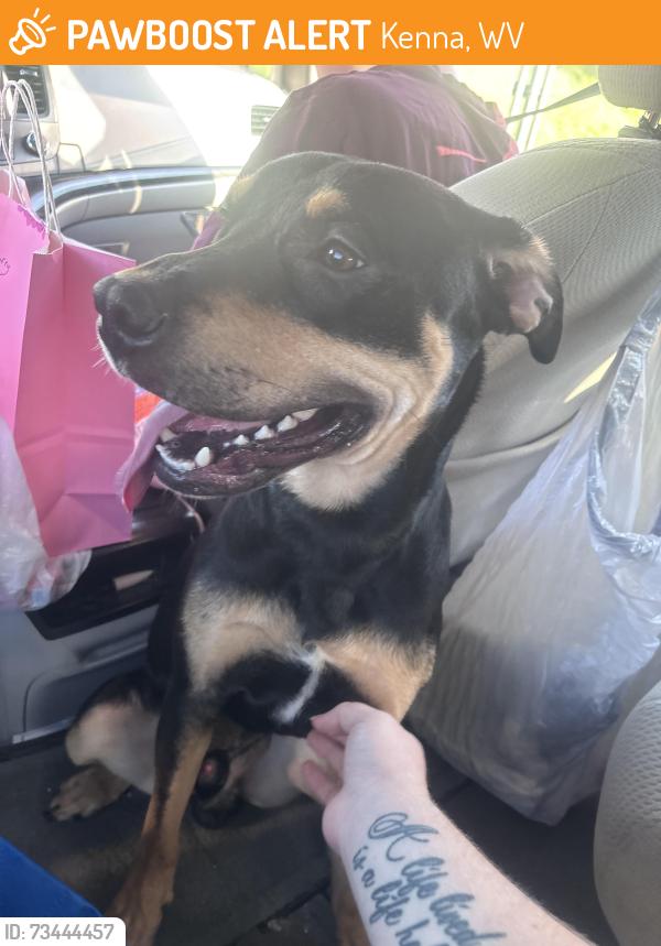 Found/Stray Male Dog last seen Exxon in Kenna, WV, Kenna, WV 25248