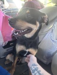 Found/Stray Male Dog last seen Exxon in Kenna, WV, Kenna, WV 25248