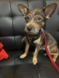 Reunited Female Dog last seen 49st & 5AV, Brooklyn, NY 11220