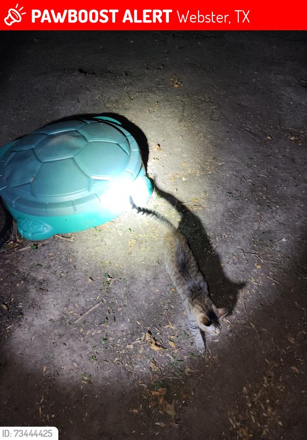 Lost Female Cat last seen Pilgrims and fife, Webster, TX 77598
