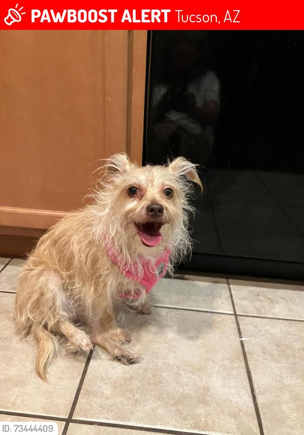 Lost Female Dog last seen Drexel and Houghton, Tucson, AZ 85747