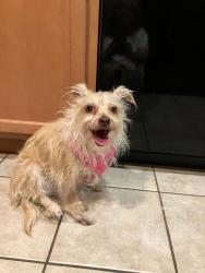 Lost Female Dog last seen Drexel and Houghton, Tucson, AZ 85747