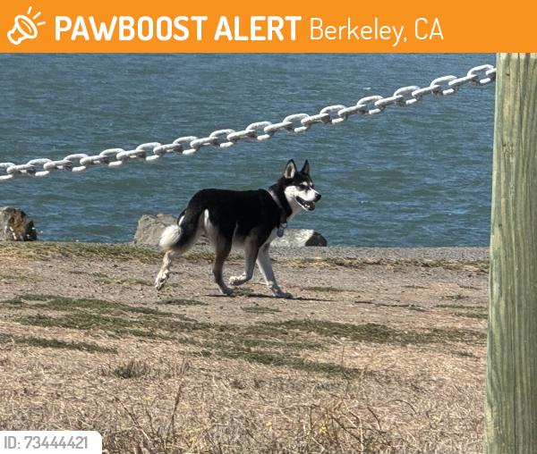 Found/Stray Unknown Dog last seen Roaming loose around Cesar Chavez park, Berkeley, CA 94710