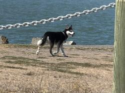 Found/Stray Unknown Dog last seen Roaming loose around Cesar Chavez park, Berkeley, CA 94710