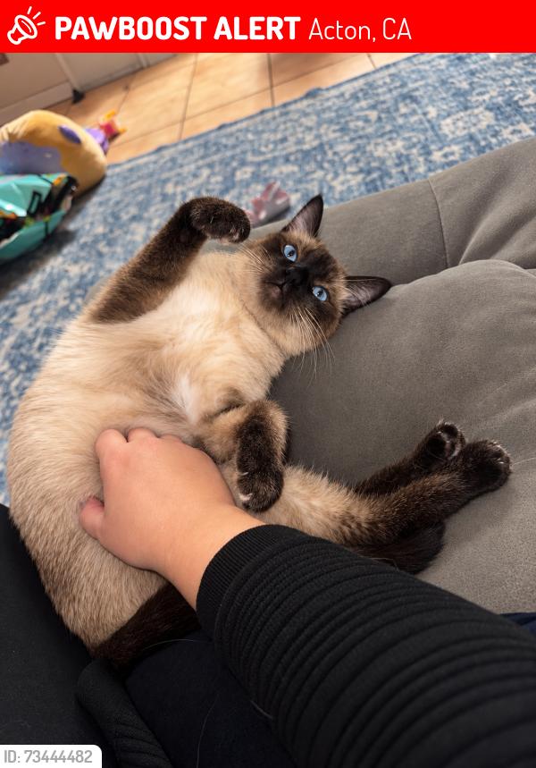 Lost Female Cat last seen Peaceful valley rd, Acton, CA 93510