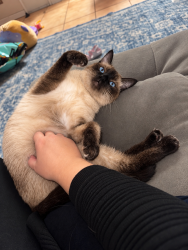Lost Female Cat last seen Peaceful valley rd, Acton, CA 93510