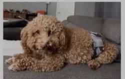 Lost Male Dog last seen 19th Avenue & 43rd St, Kenosha, WI 53140
