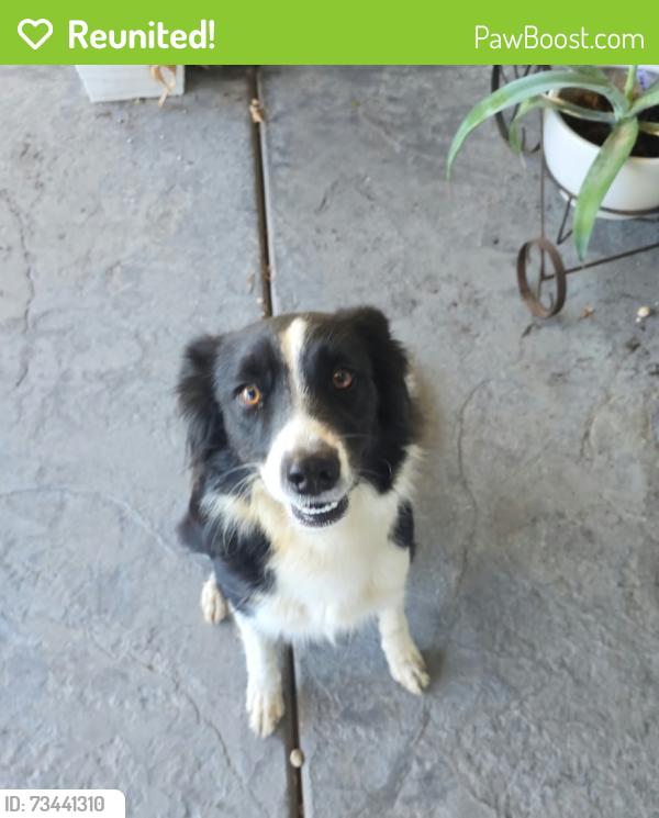 Reunited Female Dog last seen Don Julio and Larry Way, North Highlands, CA 95660