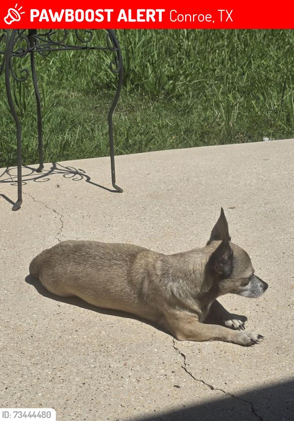 Lost Female Dog last seen Lightening bug lane, Conroe, TX 77301