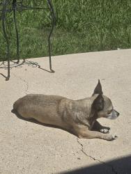 Lost Female Dog last seen Lightening bug lane, Conroe, TX 77301