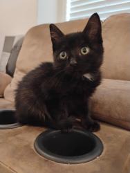Shelter Stray Female Cat last seen Near N 750 E, Layton, UT 84041, USA, 1422 E 600 N, Fruit Heights, UT 84037, USA