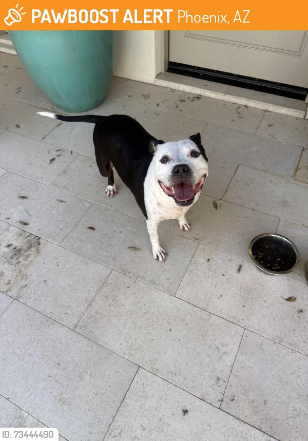 Found/Stray Male Dog last seen 44th camelback, Phoenix, AZ 85018