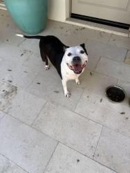 Found/Stray Male Dog last seen 44th camelback, Phoenix, AZ 85018