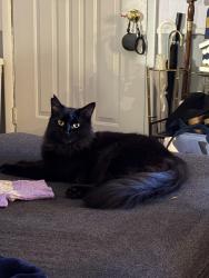 Lost Female Cat last seen Alexis rd and harvest lane area, Toledo, OH 43623