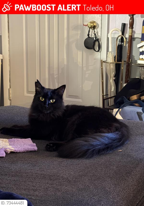 Lost Female Cat last seen Alexis rd and harvest lane area, Toledo, OH 43623