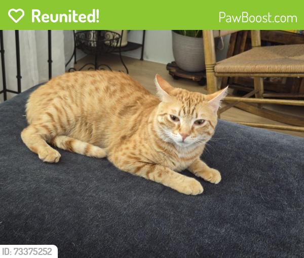 Reunited Male Cat last seen East Bay Mobile Home Park, Largo, FL 33771