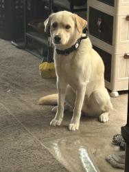 Reunited Male Dog last seen Near caro st, Paramount, CA 90723