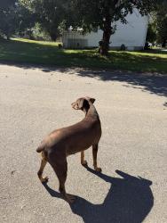 Found/Stray Female Dog last seen michigan Ave., Cleveland, TN 37323