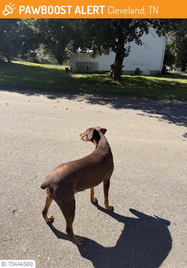 Found/Stray Female Dog last seen michigan Ave., Cleveland, TN 37323