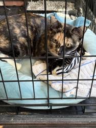 Found/Stray Female Cat last seen Walnut Lane and St Julian Place, North Augusta, SC 29860