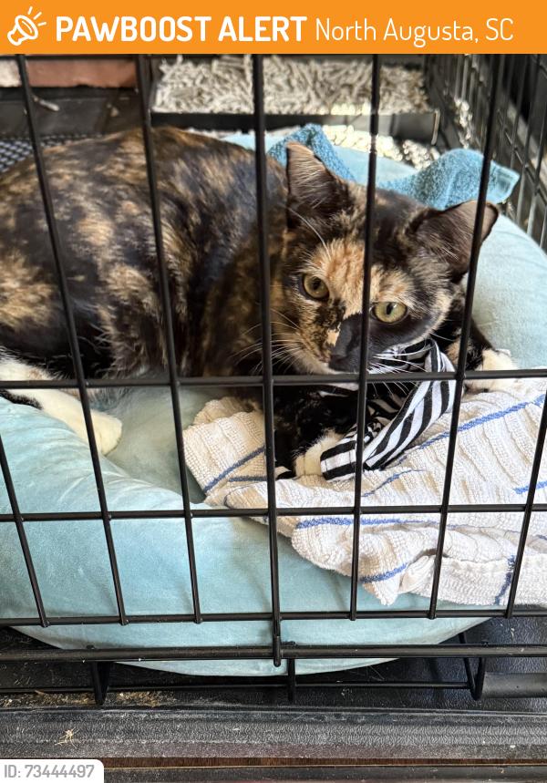 Found/Stray Female Cat last seen Walnut Lane and St Julian Place, North Augusta, SC 29860