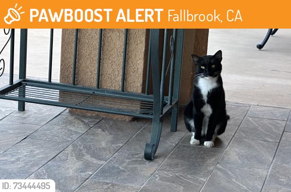 Found/Stray Unknown Cat last seen Gumtree and Stagecoach, Fallbrook, CA 92028