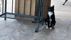 Found/Stray Unknown Cat last seen Gumtree and Stagecoach, Fallbrook, CA 92028