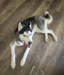 Found/Stray Male Dog last seen Raymond St and Emerson Ave, Indianapolis, IN 46203