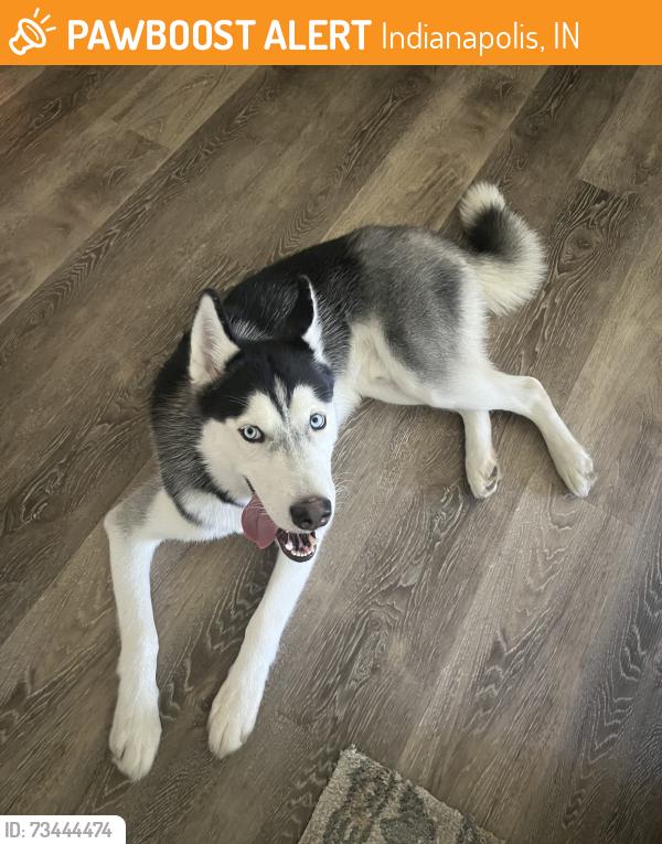 Found/Stray Male Dog last seen Raymond St and Emerson Ave, Indianapolis, IN 46203