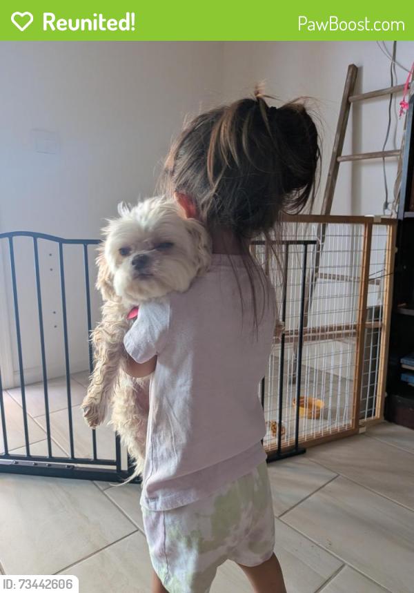 Reunited Female Dog last seen Copper falls blvd and miller, Buckeye, AZ 85326
