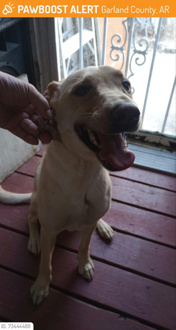 Found/Stray Female Dog last seen Malvern at Beauty school, Garland County, AR 71901